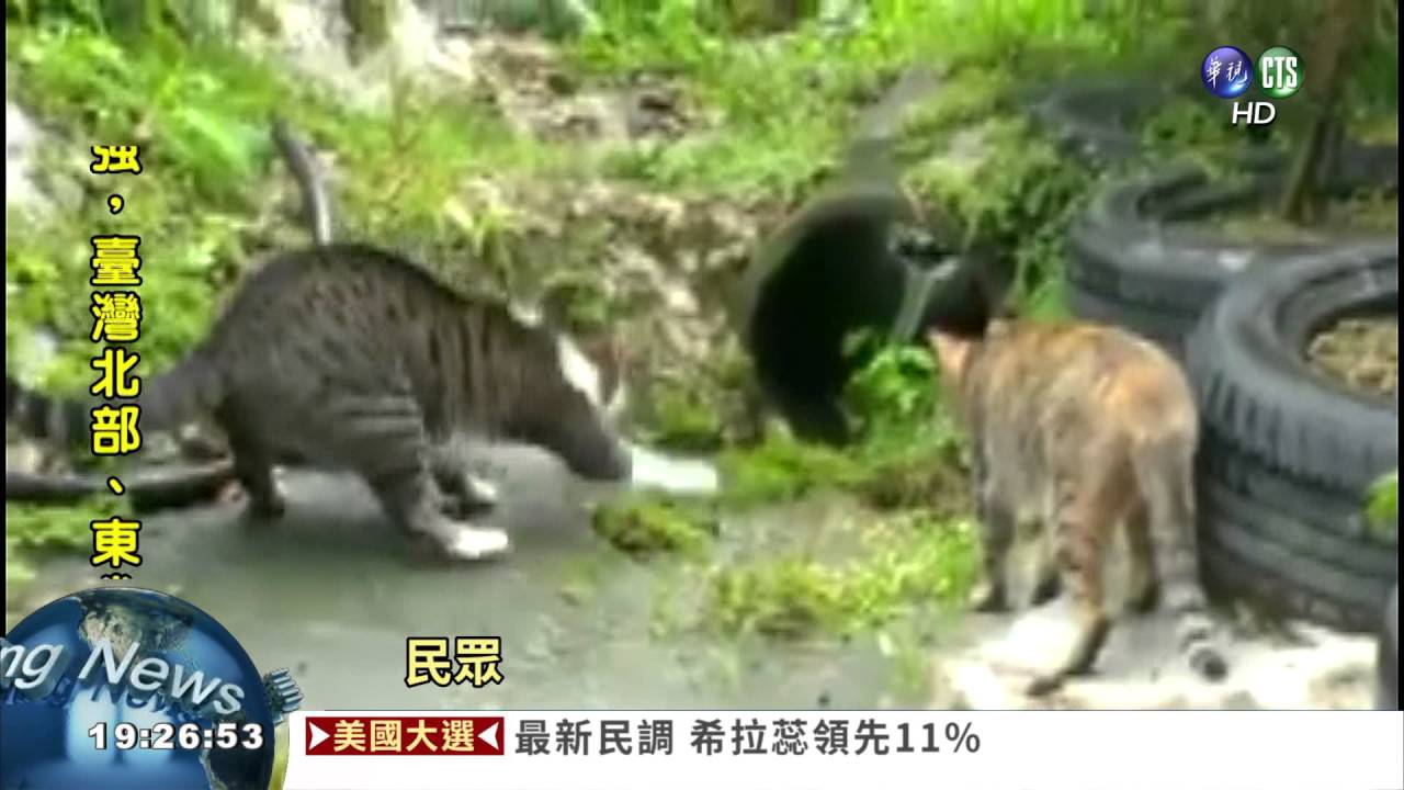 萌貓大戰毒蛇! 勝負顛覆想像