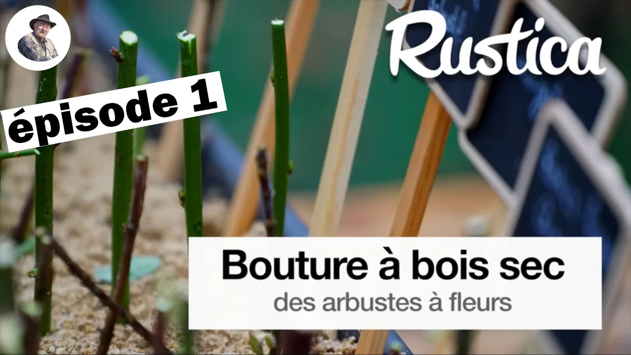 Bouturer à bois sec des arbustes à fleurs - épisode 1