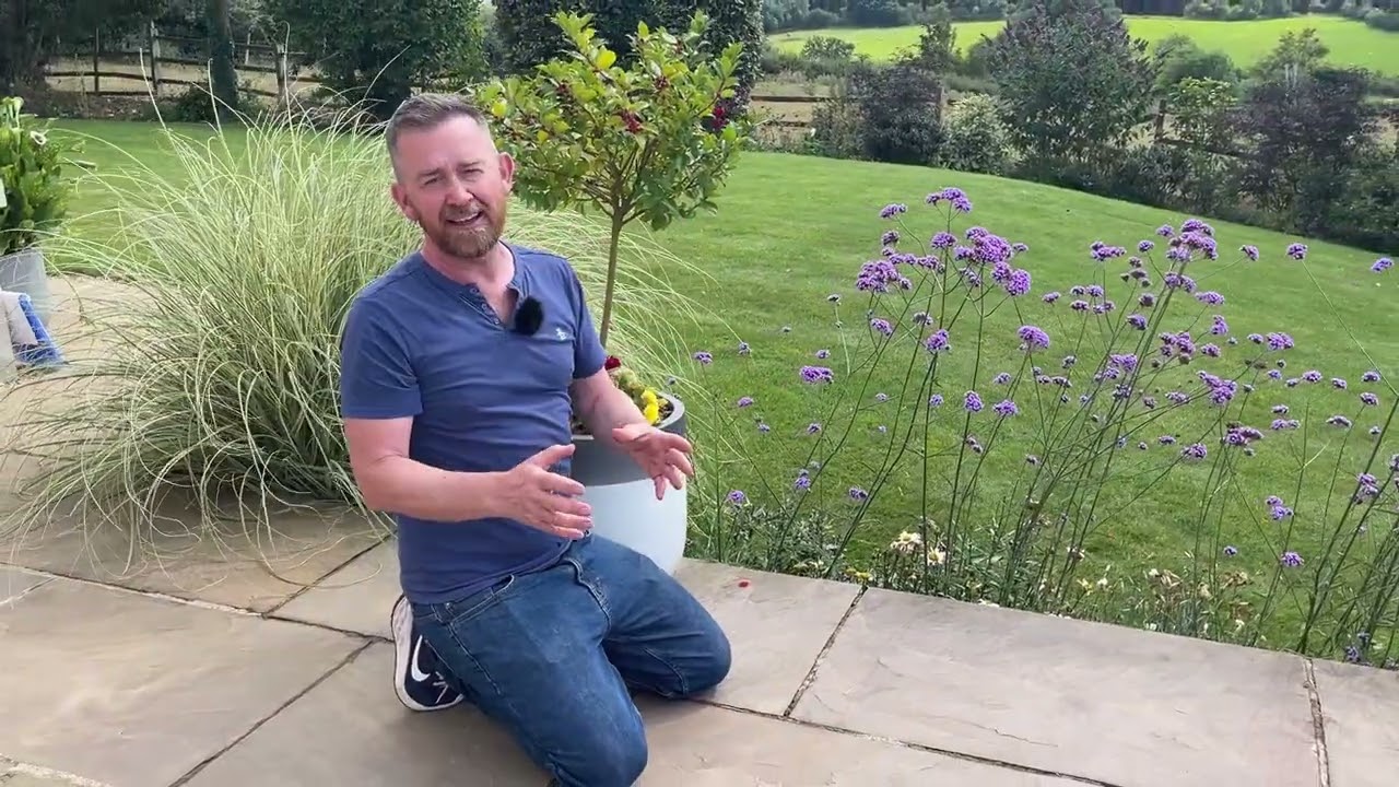 Verbena Bonariensis - Planting and care ideas - Perennial and self seeding border plant for UK