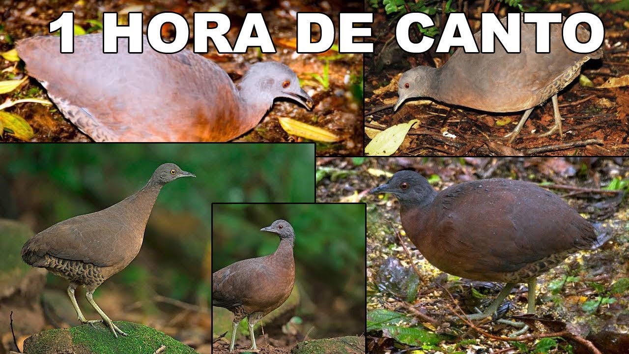 1 hora do Canto da Inhambu A&ccedil;u - Lambu A&ccedil;u - Sons do Campo