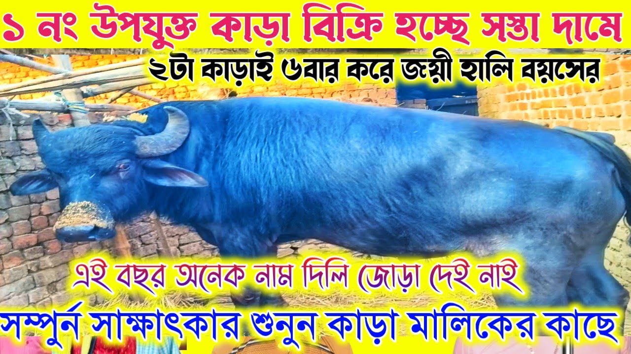 ১ নং উপযুক্ত কাড়া বিক্রি 🔥হচ্ছে সস্তা দামে।২টা কাড়াই ৬বার করে জয়ী আছে। সম্পুর্ন সাক্ষাৎকার শুনুন।