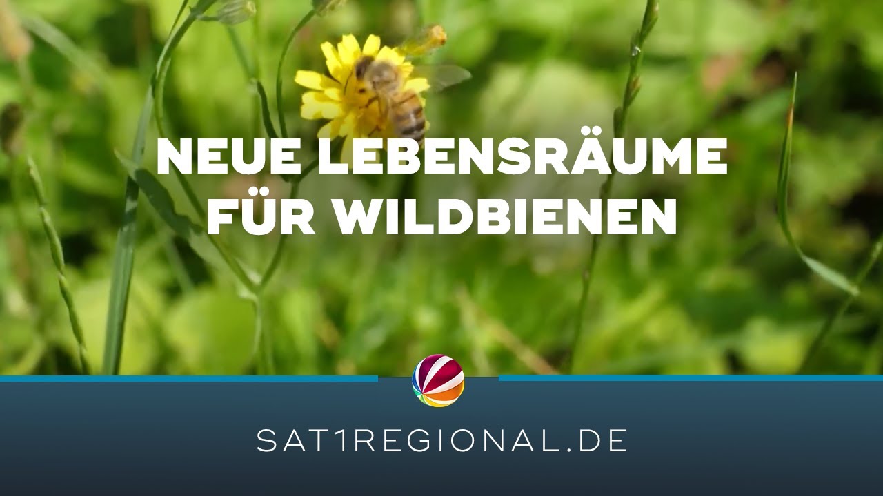 F&ouml;rderung der Artenvielfalt: Schutz f&uuml;r Wildbienen und andere Insekten