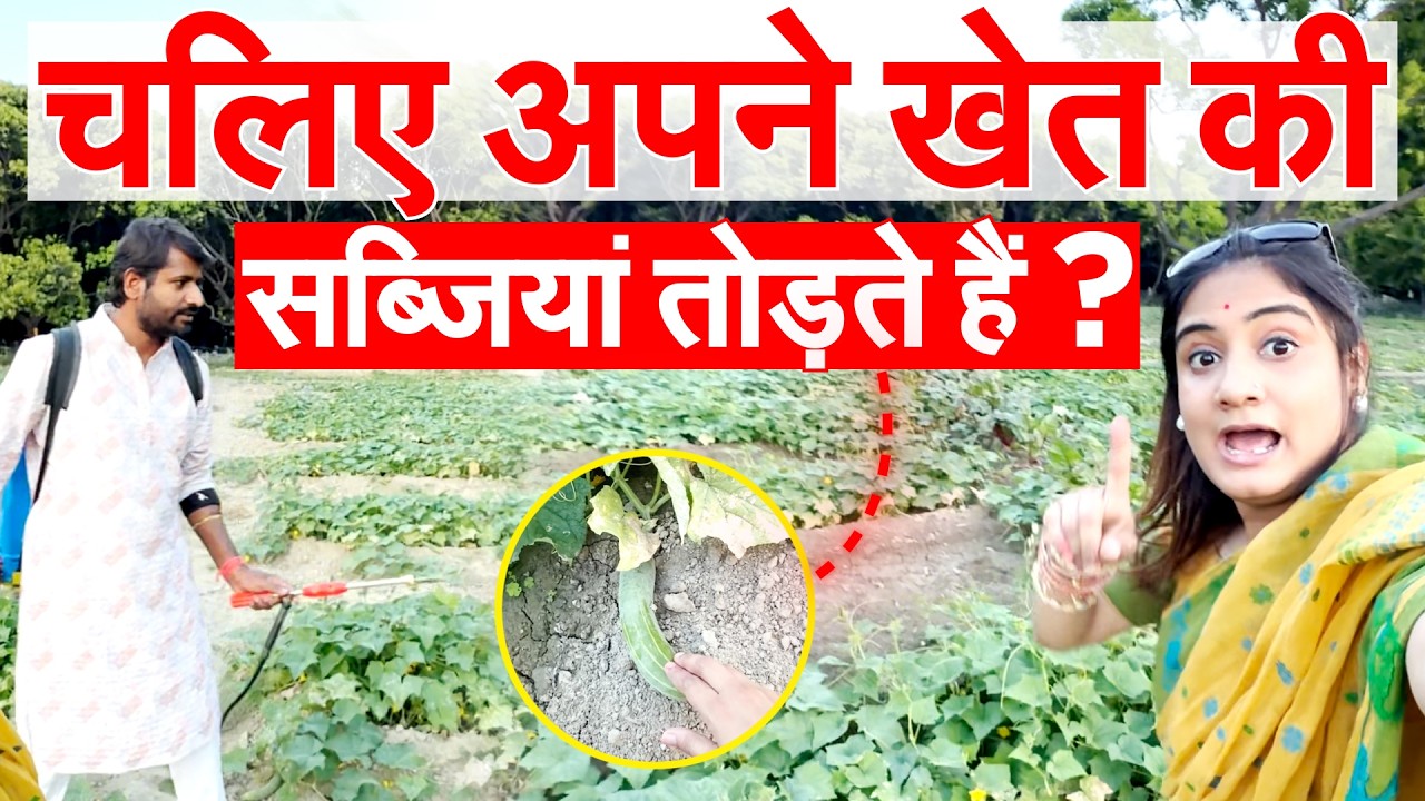 चलिए अपने खेत की सब्जियां तोड़ते हैं ?  Pragya Mishra Vlogs