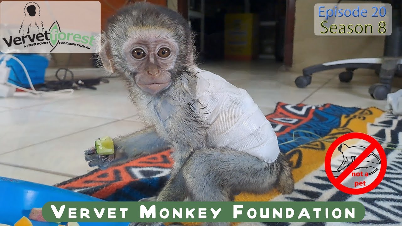 Baby Monkey survives dog attack now called Gobo fights back to health