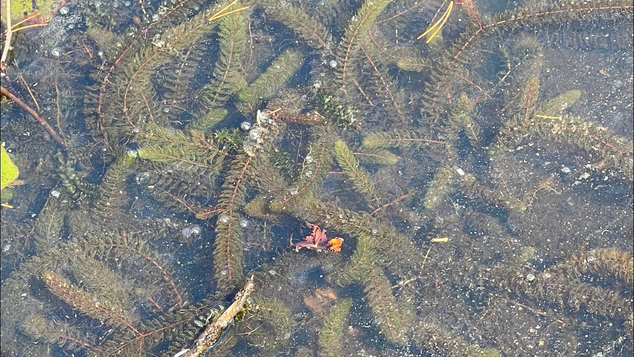 Myriophyllum Heterophyllum - Twoleaf Watermilfoil