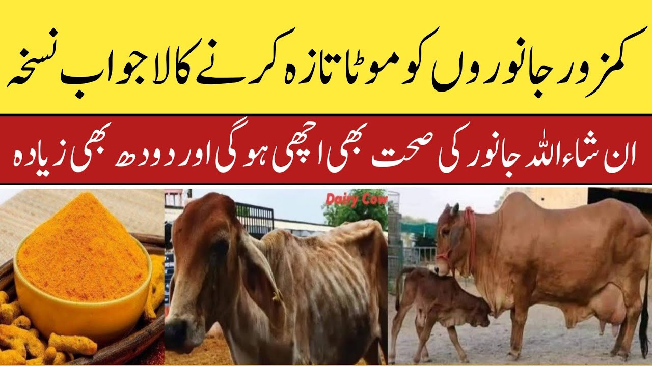 kamzor janwaron ko mota karnay Ka desi tarika