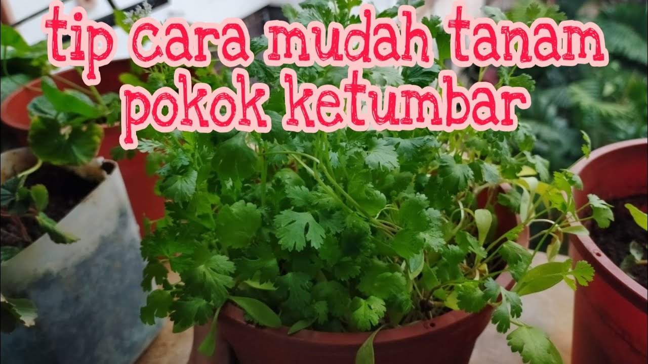 tip cara mudah tanam pokok ketumbar #how to grow coriender  #tip1