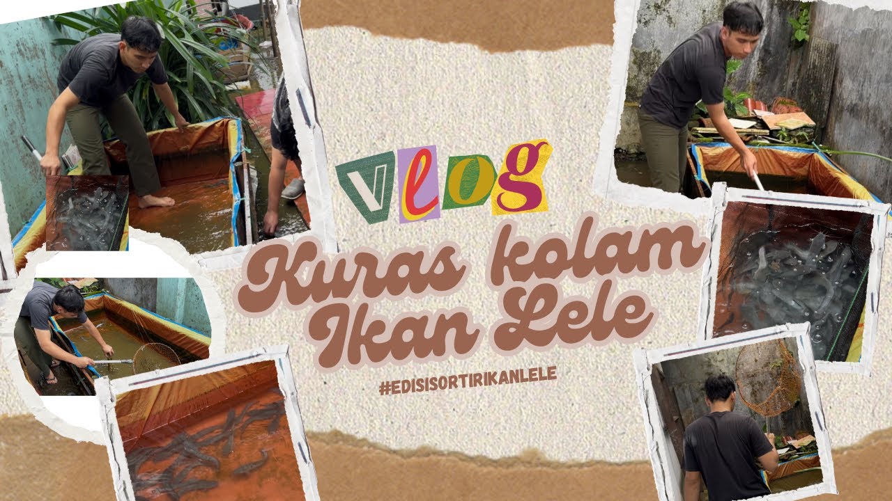 Kuras Kolam Ikan Lele Dan Penyortiran