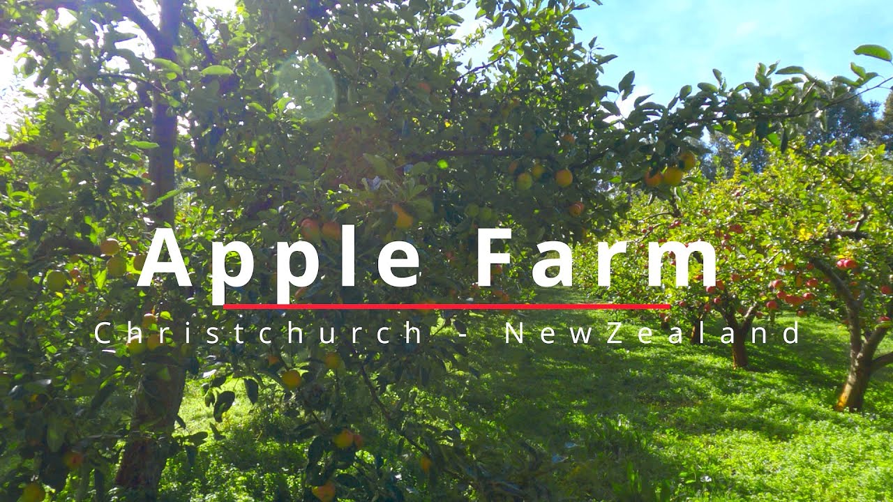 New Zealand Apple Farm Walk through | New Zealand Christchurch [4k -15 min]