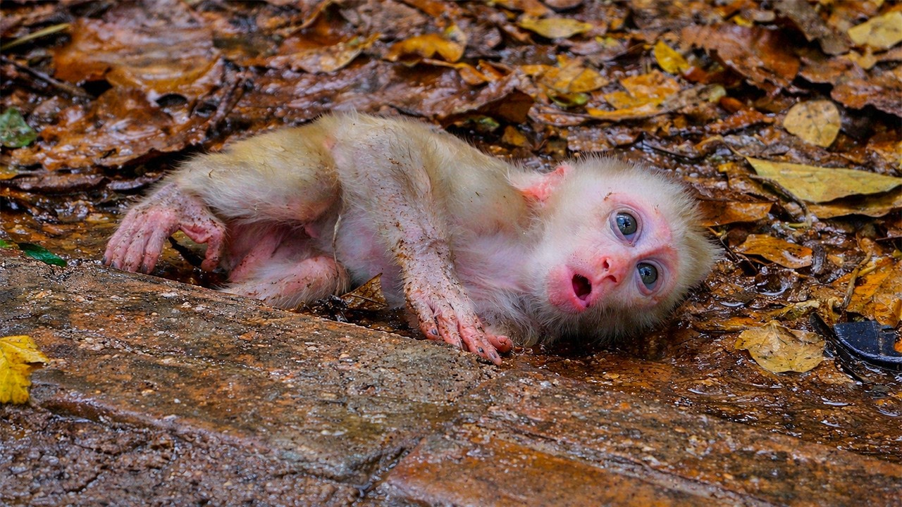 Adorable Baby Monkey&rsquo;s Journey Alone After Separation from Mom / Heartwarming Story