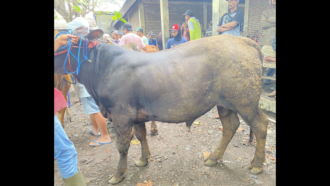 INFO HARGA SAPI 24 -  02 - 2026 ! PASAR SELASA PAGI PAKUNIRAN PROBOLINGGO JATIM