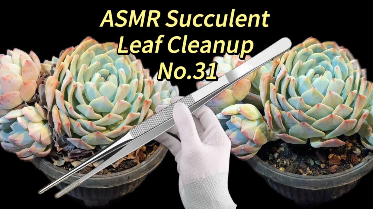 ASMR Succulent Leaf Cleanup No.31 | Relaxing