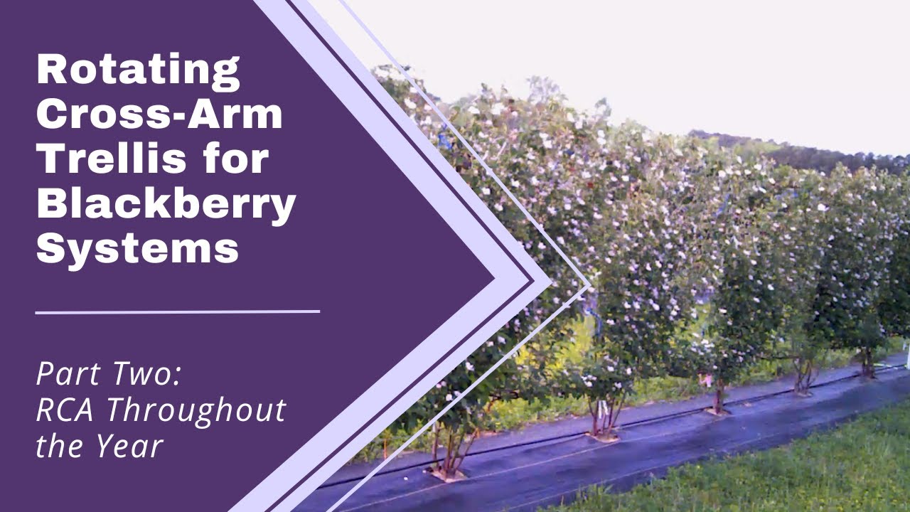 RCA Trellis for Blackberry Systems Series | Part 2: RCA Trellis Throughout the Year