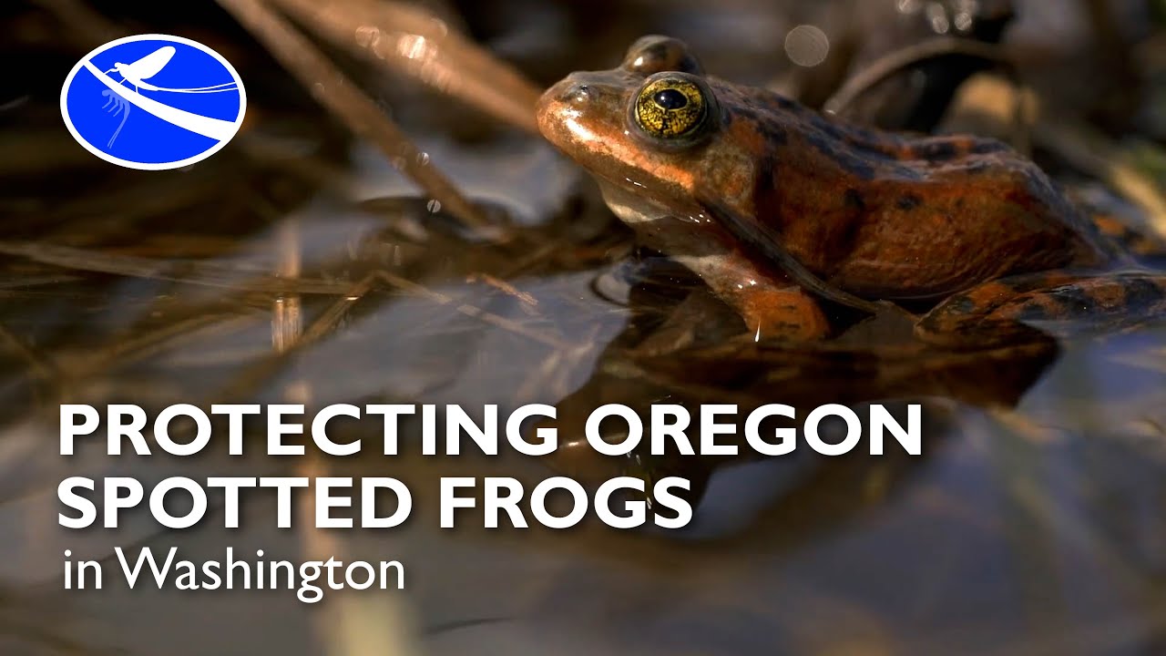 Protecting Oregon Spotted Frogs in Washington