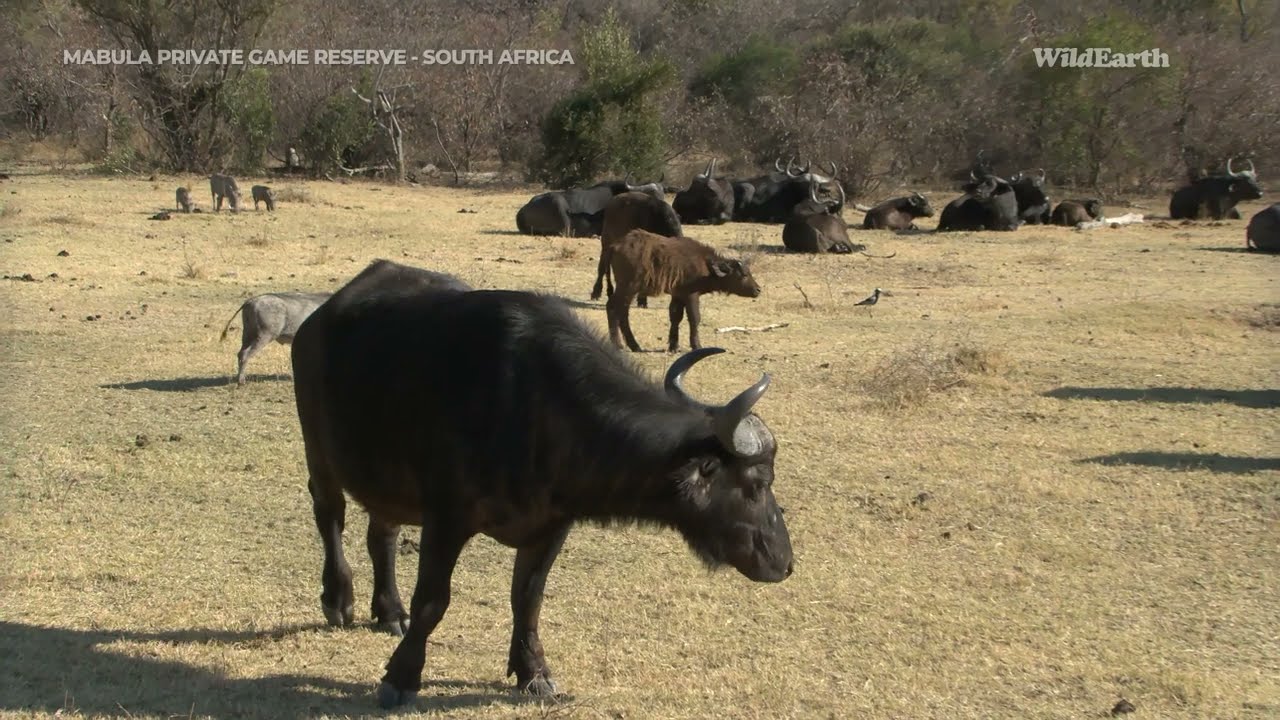 Wild Earth Virtual Safari at Mabula Private Game Reserve | Episode 3