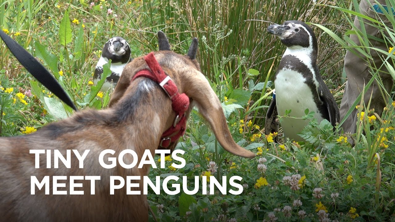 Tiny Goats Visit Penguins