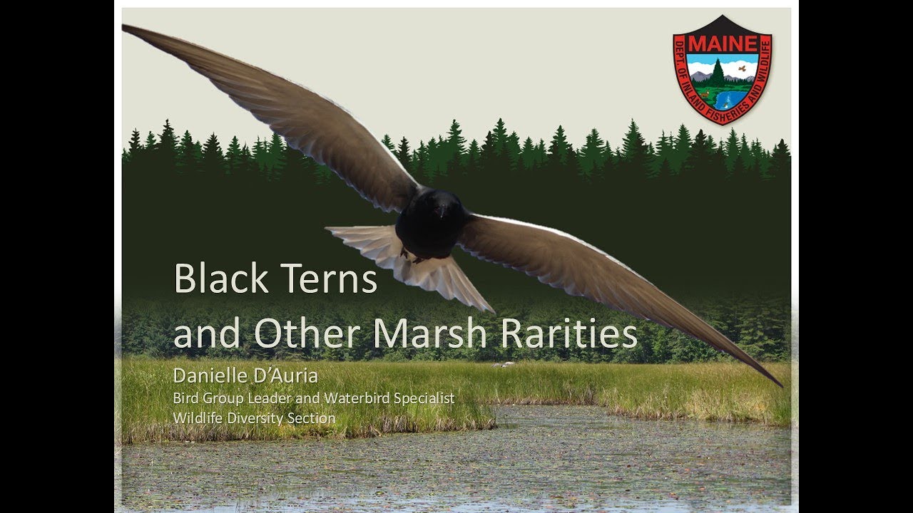 Friends From the Field: Black Terns and Other Marsh Rarities