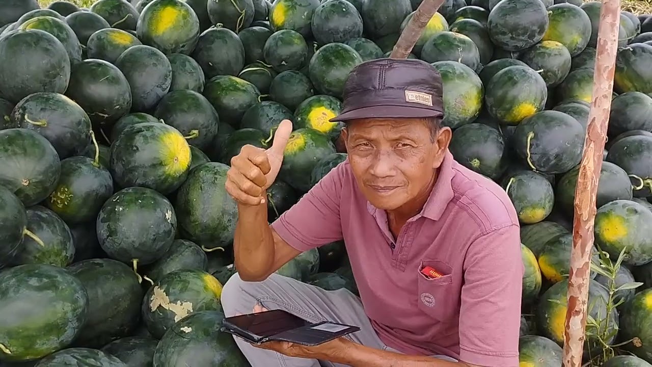 Buah semangka melimpah ruah didesa ku 