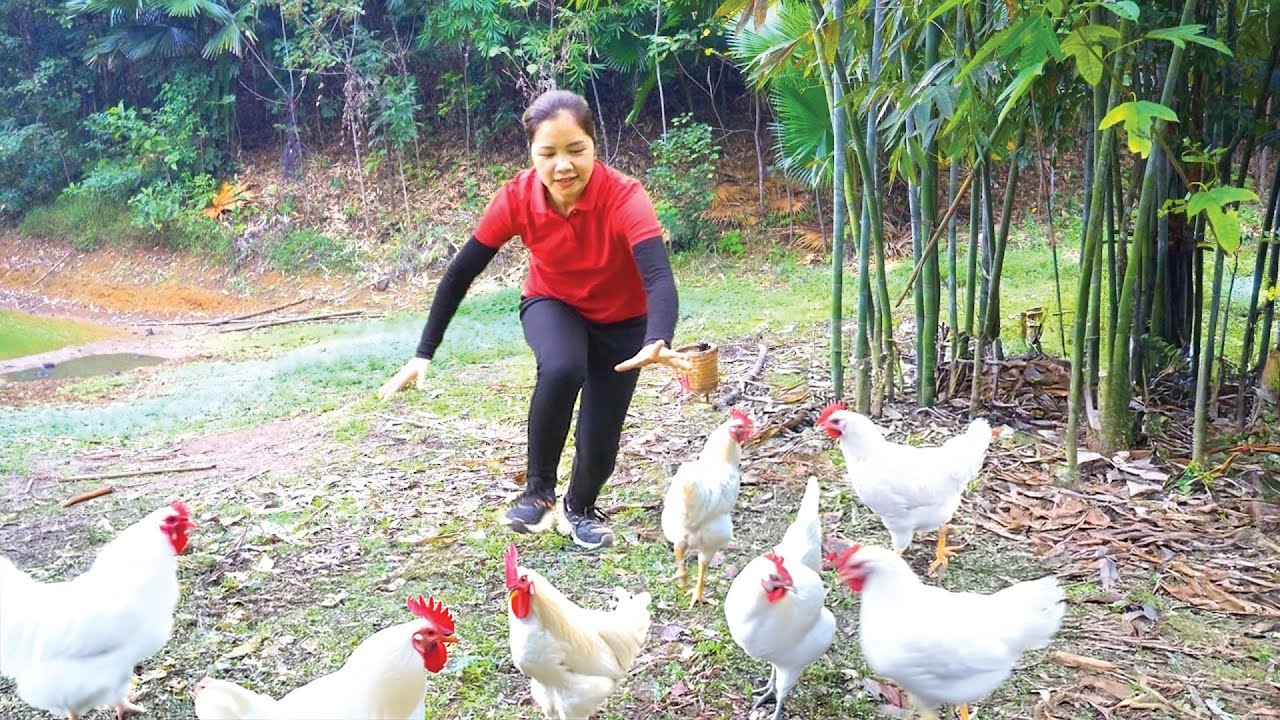 Harvesting 1000+ White Chickens &ndash; Village Life Chicken Catching and Farming!