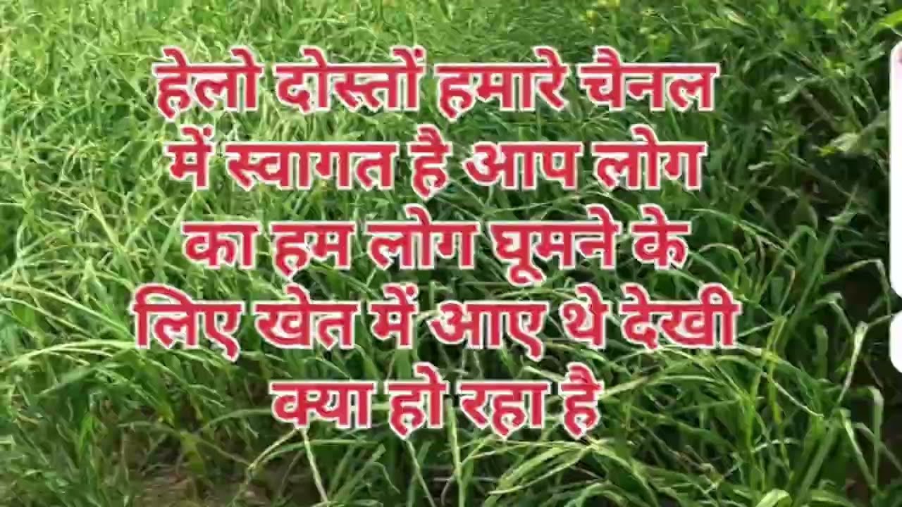 हेलो दोस्तों आप लोग कैसे हैं हम लोग आए थे खेत में घूमने के लिए बहुतअच्छा लगा 🙏🙏🙏😃😄👍❣️💯