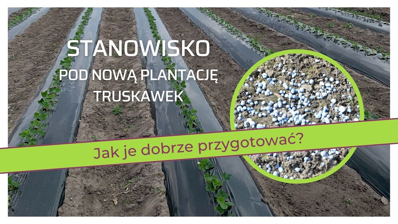 Przygotowanie stanowiska przed założeniem nowej plantacji truskawek
