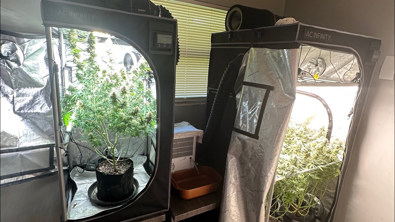Growing Purple Queen using a extra additive PURPINATOR