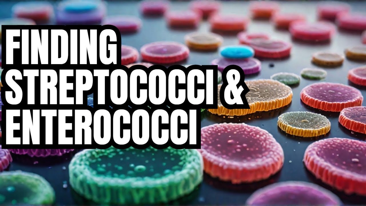 LECTURE 19: Isolation and Identification of Streptococci and Enterococci