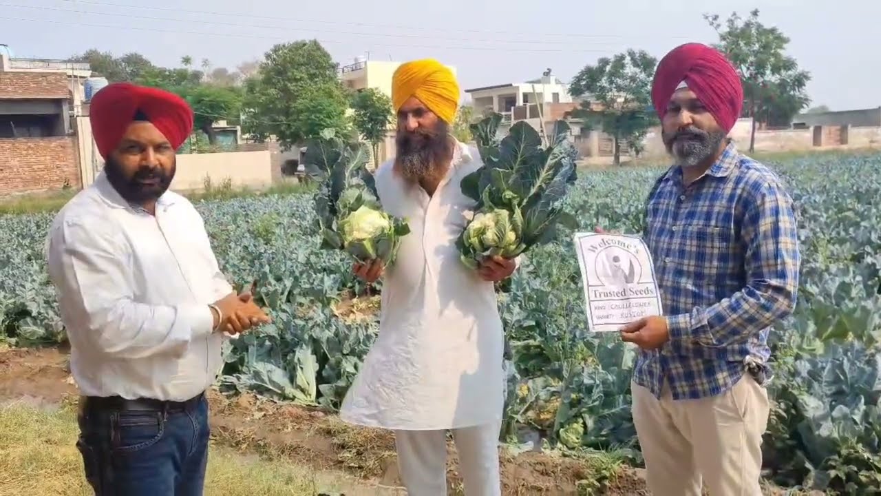 WELCOME- CAULIFLOWER- RUSTOM
