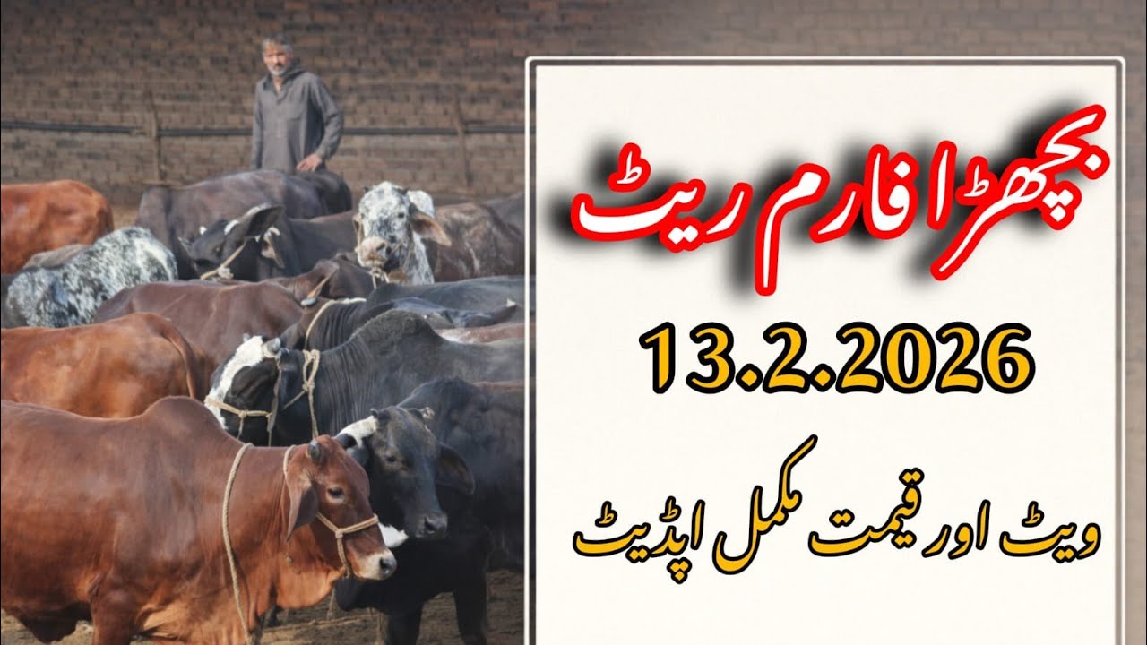 Bachray Farm Fresh Rate Update 2026 | Calf Price & Weight Complete Guide | Qavi Baba Bahawalnagar