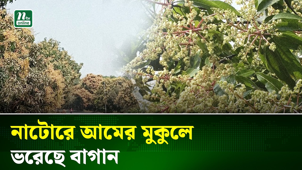মুকুলে ভরে গেছে নাটোরের আম বাগান, ভালো ফলনের আশা চাষিদের | Natore | NTV News
