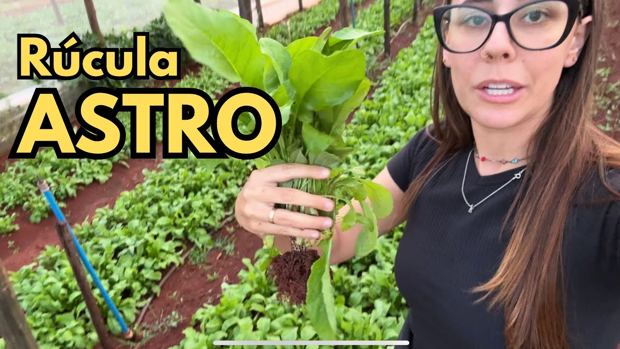 AVALIANDO VARIEDADES DE HORTALI&Ccedil;AS: R&uacute;cula Astro