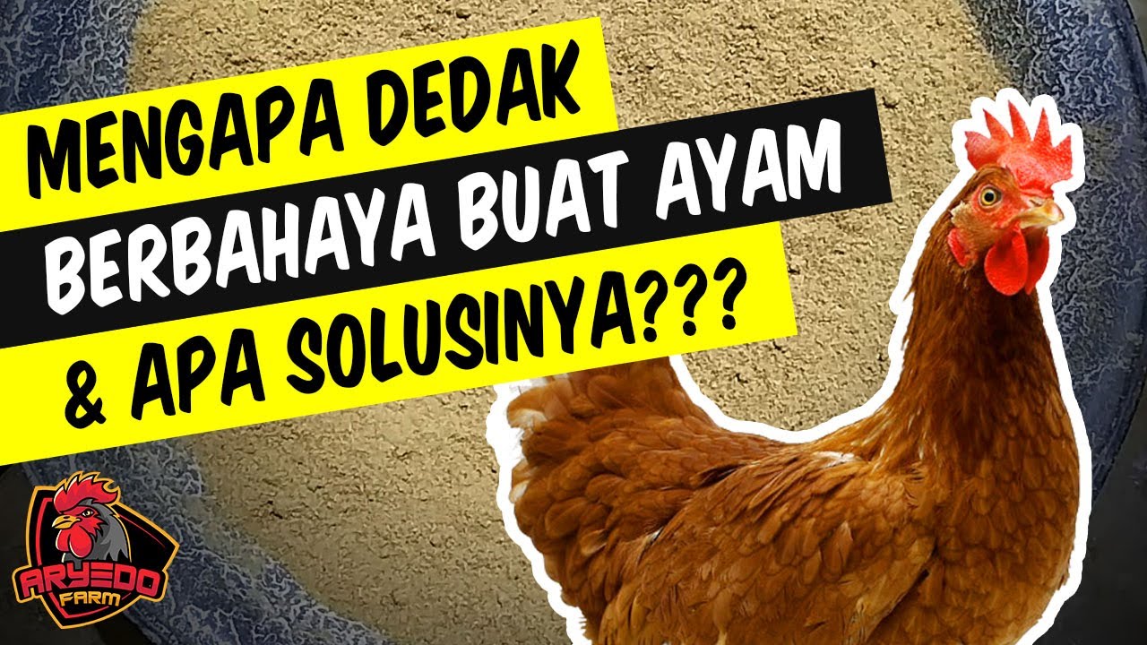 Bahaya!!! Jangan Beri Ayam Anda Dedak, Sebelum Tahu Ini!
