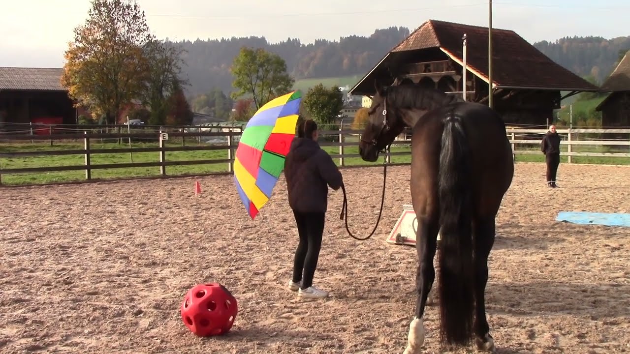 2025-10-18 Herbstshow Bodenarbeit & Akroshow
