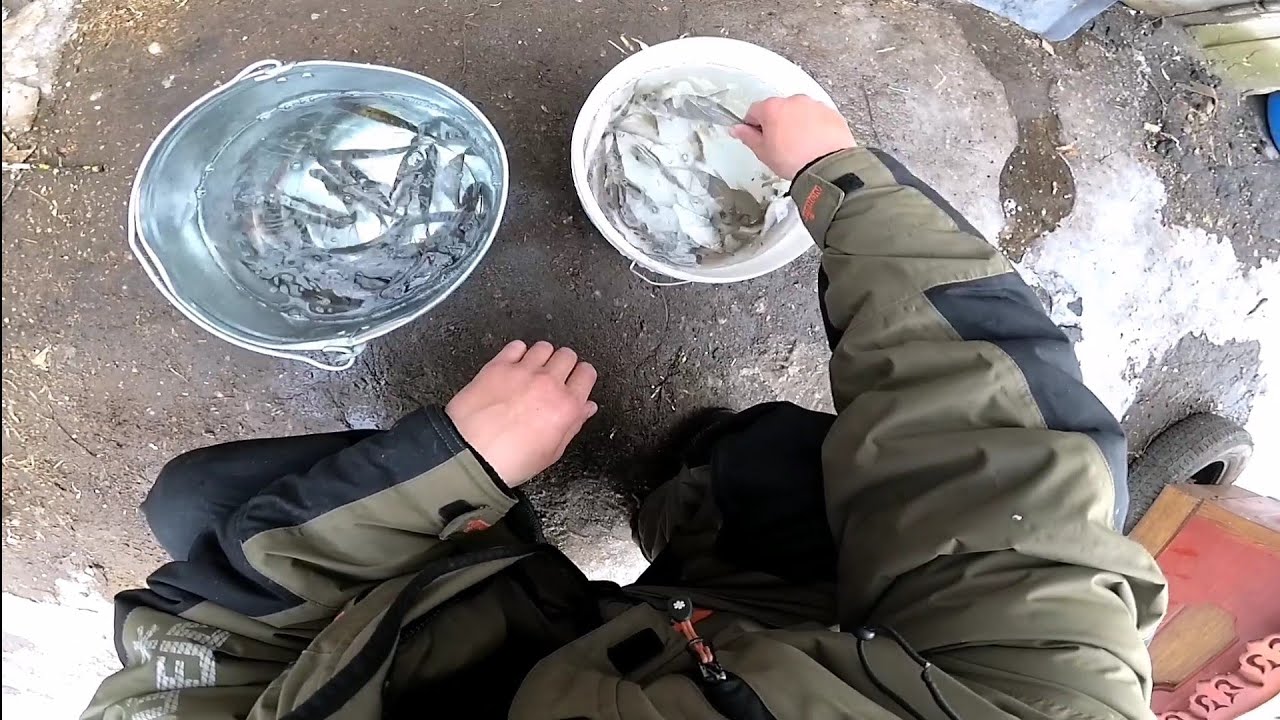 Ловля живца на косынку | Быстрый способ ловли живца