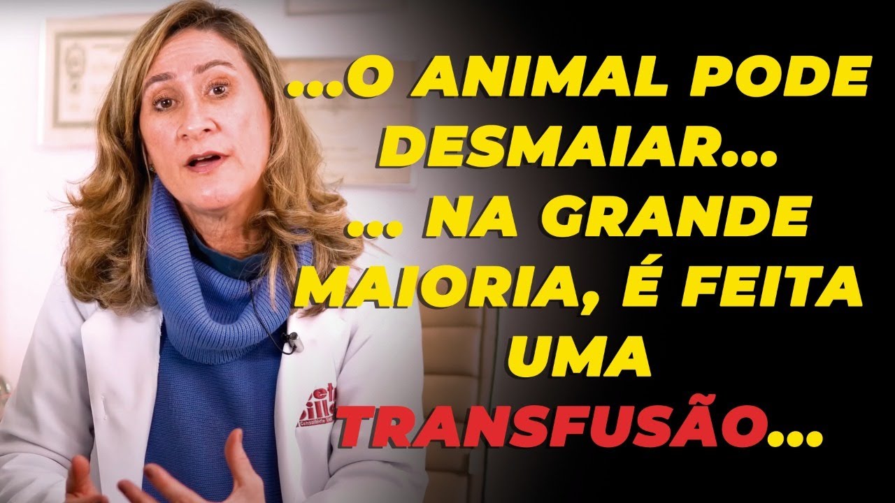O que é anemia hemolítica e como ela afeta os animais? | É grave? | Dra. Michele Sandrault
