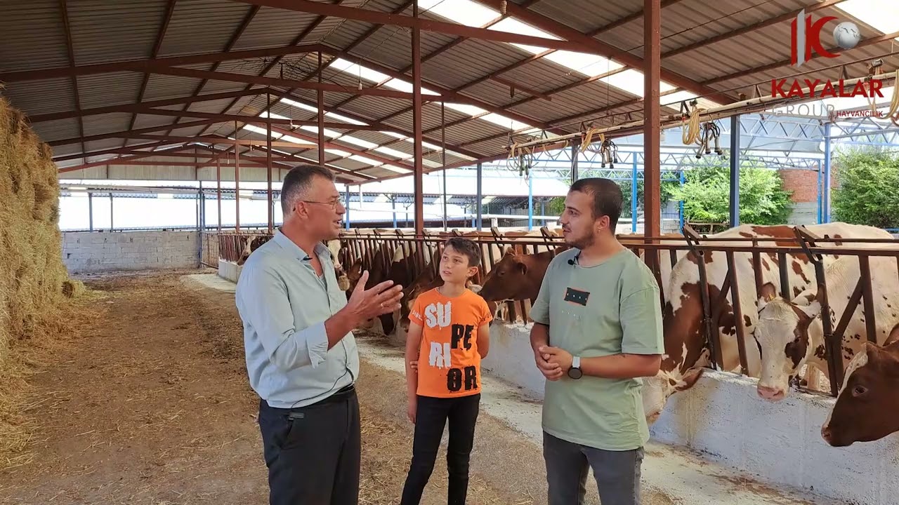 19 07 2023 Burdur Ali Çağlayan Red Holstein Teslimat