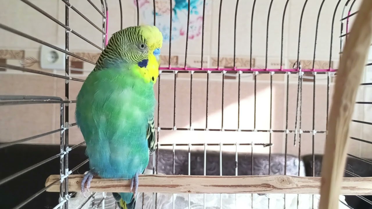 1 Saatlik Mutluluk: Kuşunuz Bu Seslerle Size Aşık Olacak! 🎶 Kuşunuz Size Daha Çok Bağlanacak ❤️