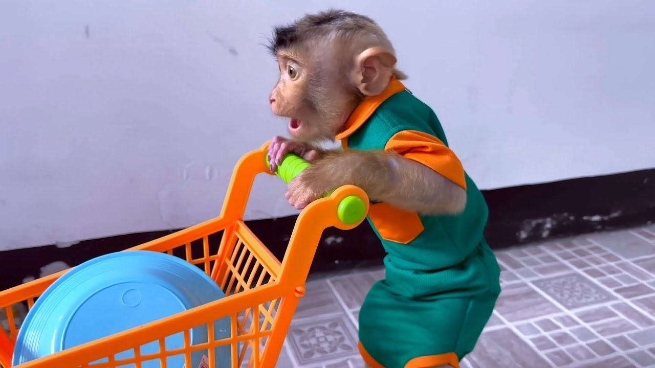 How Cute! Alpha helps Mommy take care of the house when she goes to buy food