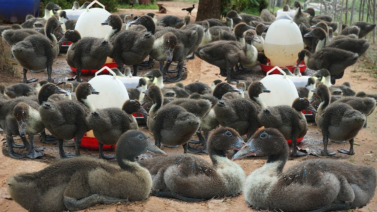 Traditional Muscovy Duckling Care:  Timeless Tips for Healthy Growth