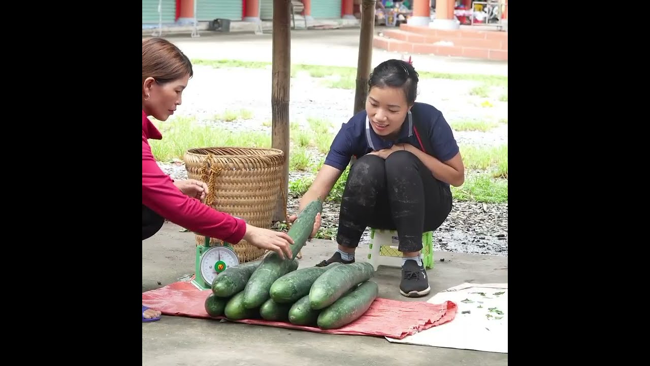 Harvesting Squash, Market Journey & Cooking 