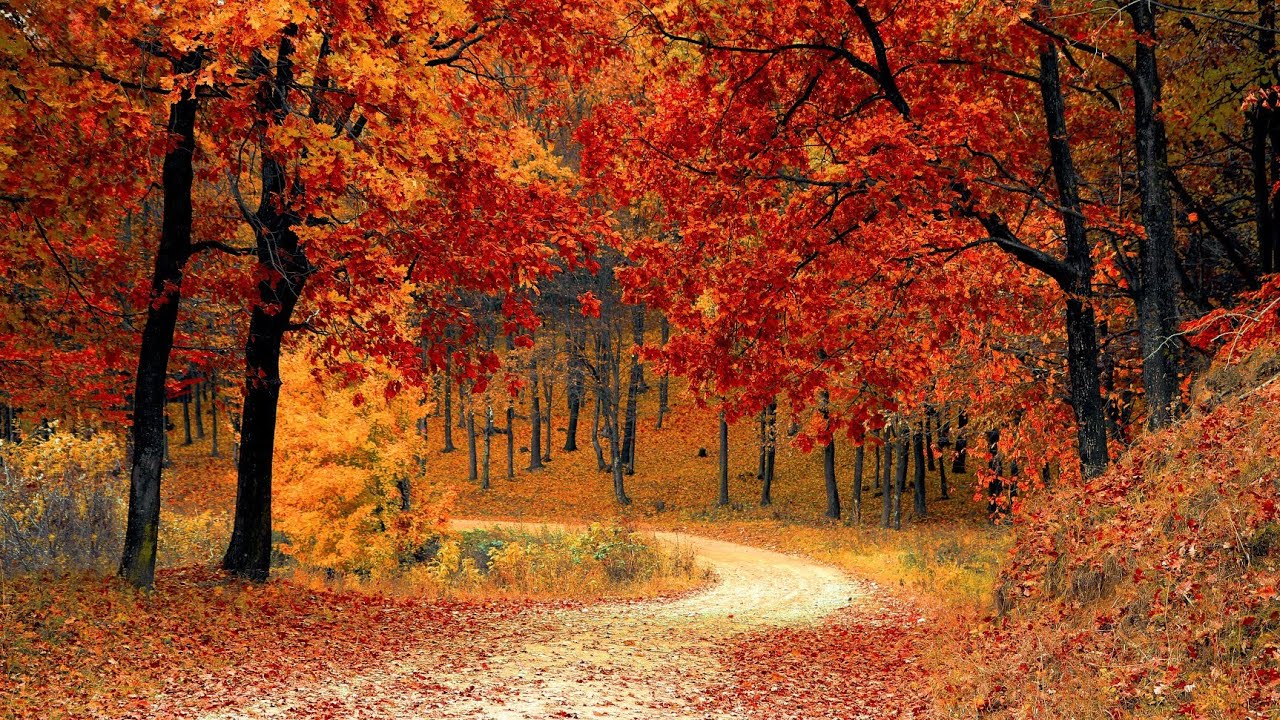 Fall Season in Toronto, Canada 🇨🇦