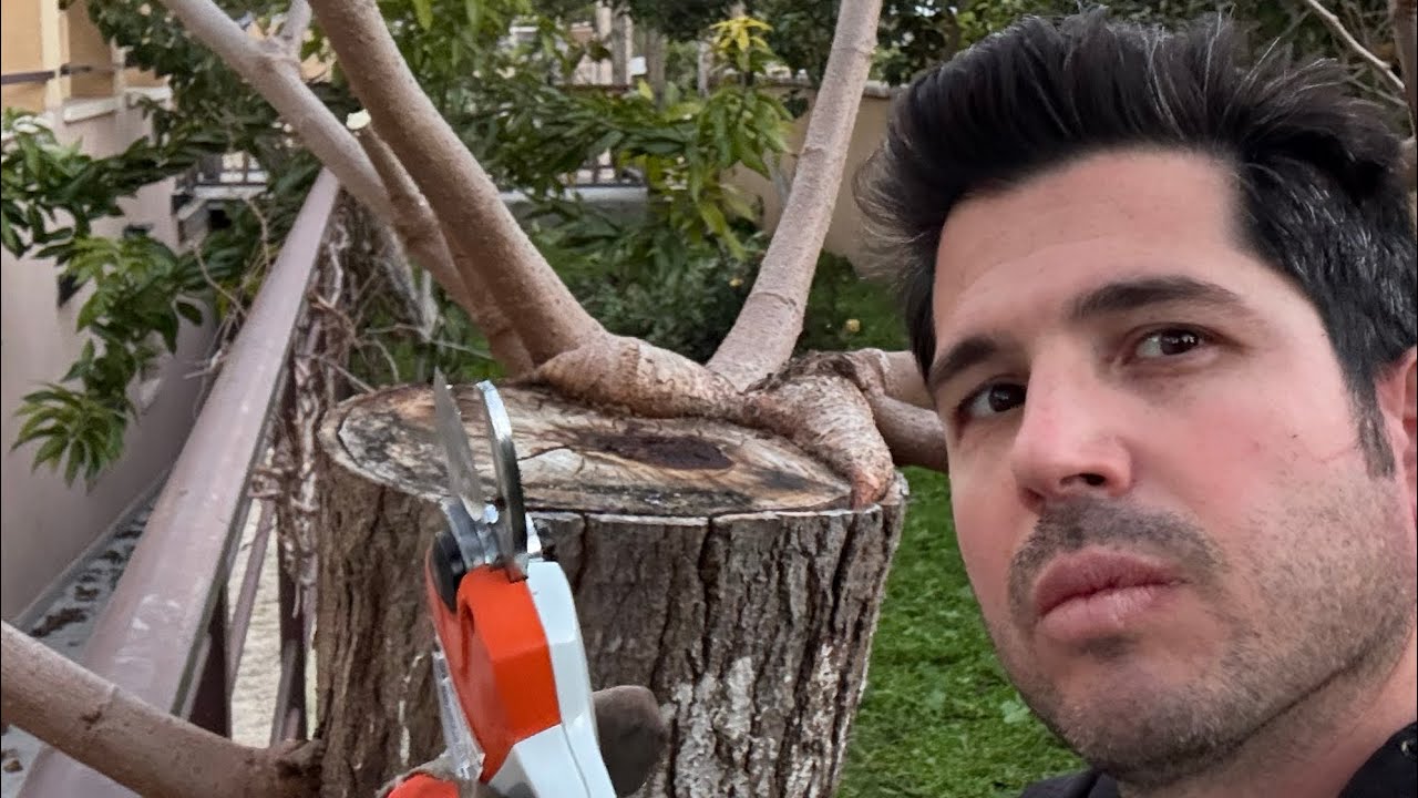 איך לגזום עץ פרי לבוסתן ?