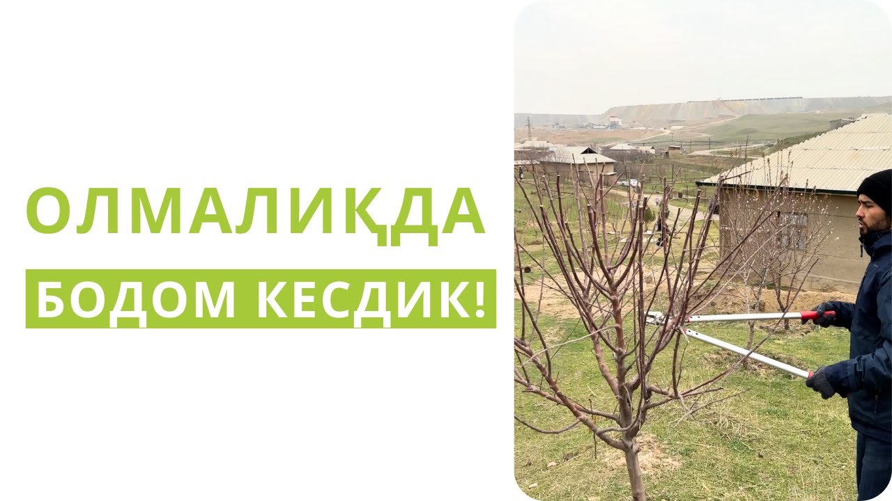 БОДОМ ДАРАХТИНИ ТАРБИЯЛАШ!
