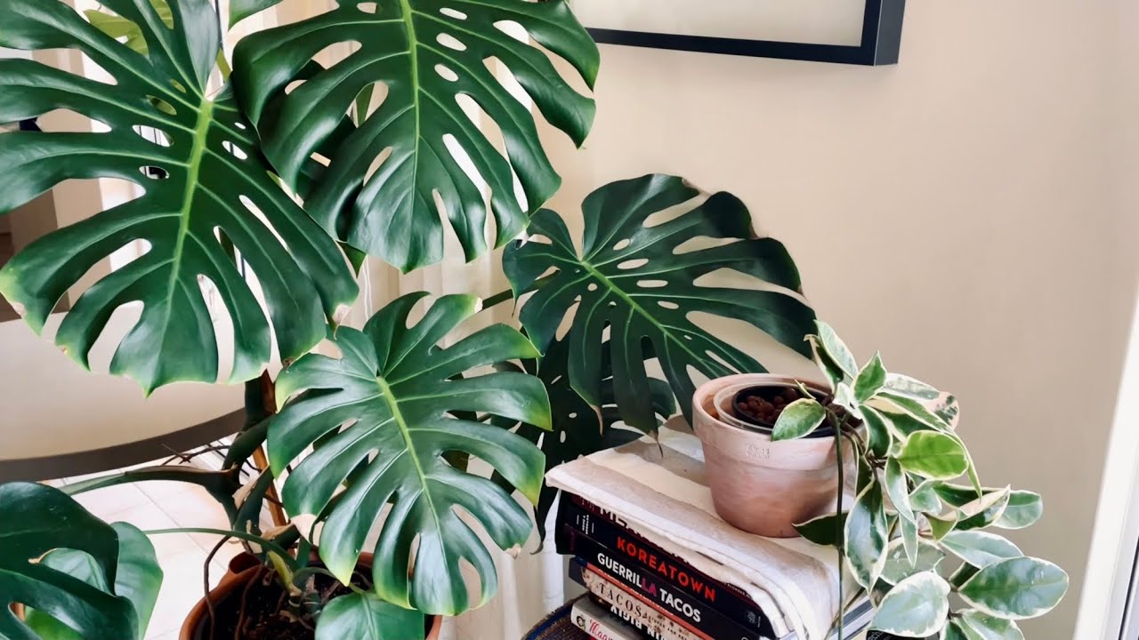 #90 巨型龜背長新葉啦 球蘭水培根系爆滿開花 ｜ ☘️ Huge Monstera Leaf Unfurling and Hoya Acuta Crazy Roots