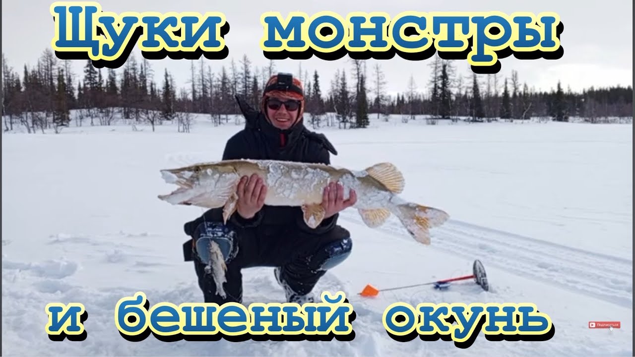 Я в шоке! Окунь жадно атакует приманку! Огромная щука на жерлицы!