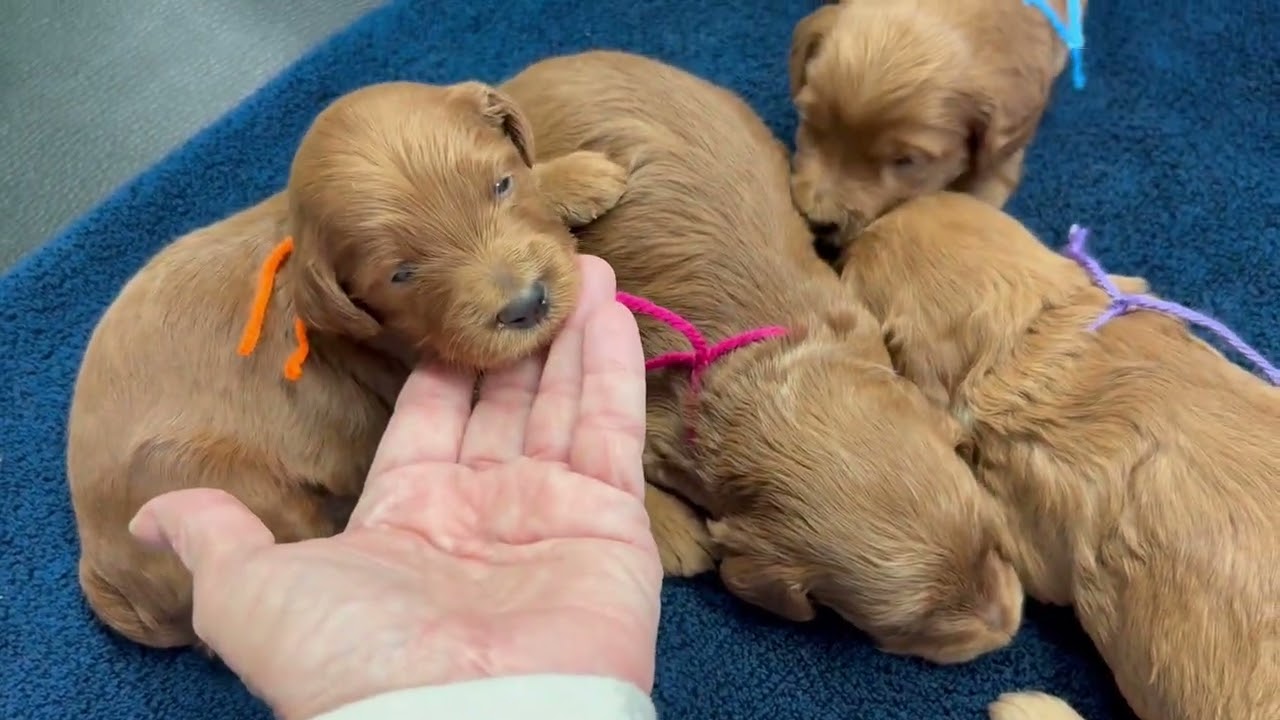Kirby’s puppies two weeks old 