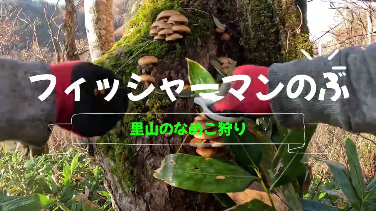 【キノコ狩り】里山のなめこ狩り。なめこ１０kｇオーバーの大収穫祭‼