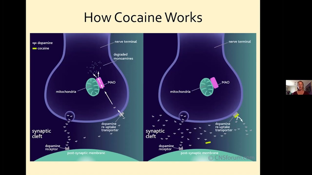 The Brain Disease Model of Addiction