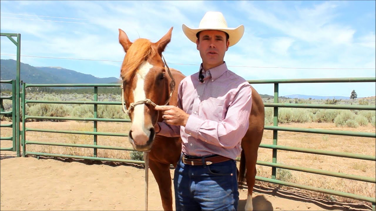 Hackamore Intro