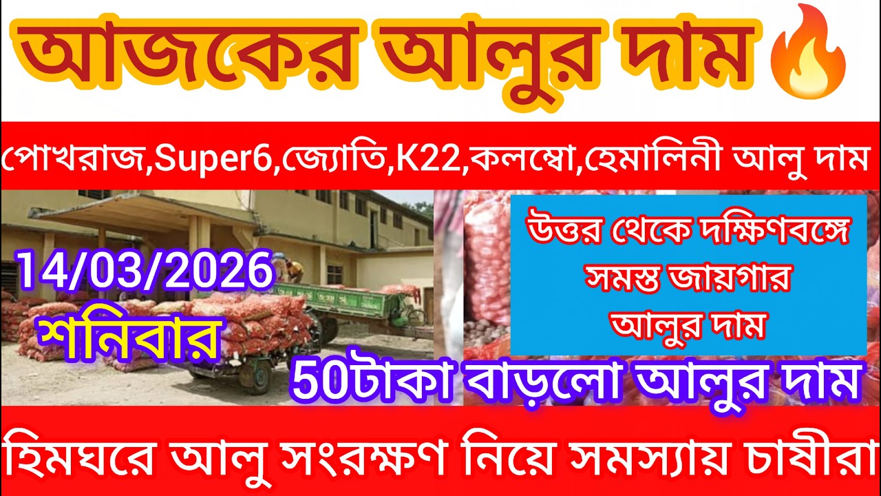 আজকের আলুর দাম🔥Up এর আলুর 50 টাকা বাড়লো/হিমঘরে আলু রাখা নিয়ে সমস্যায় চাষীরা/India potato market